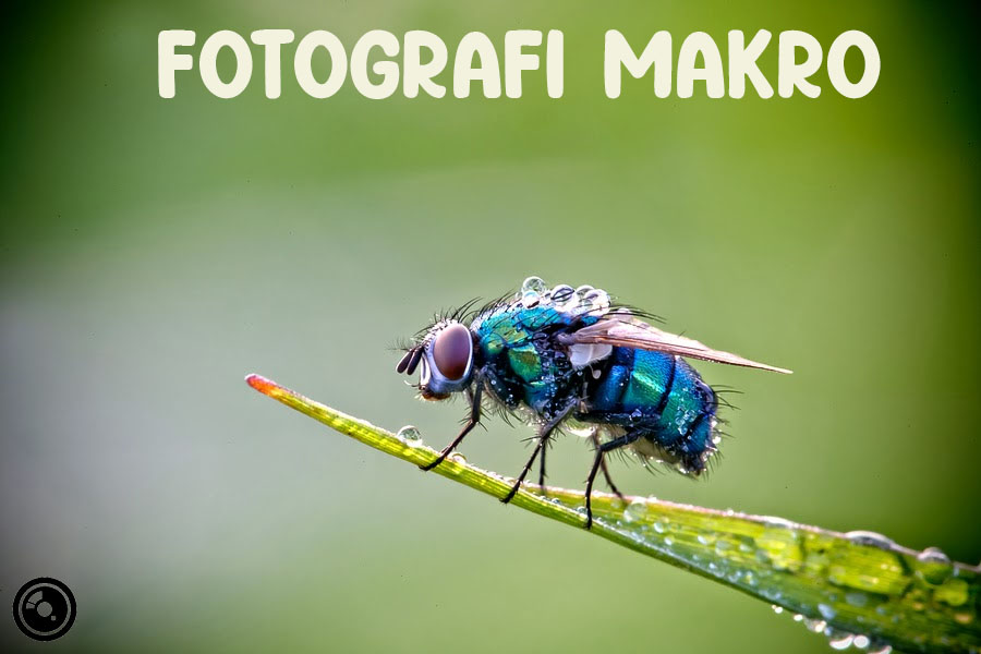 Fotografi Makro: Seni Mengungkap Keindahan Dunia Kecil yang Tak Terlihat
